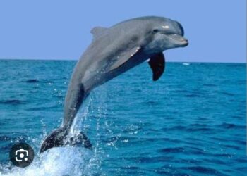 Kaderinde Yunus Balığı Var mı?