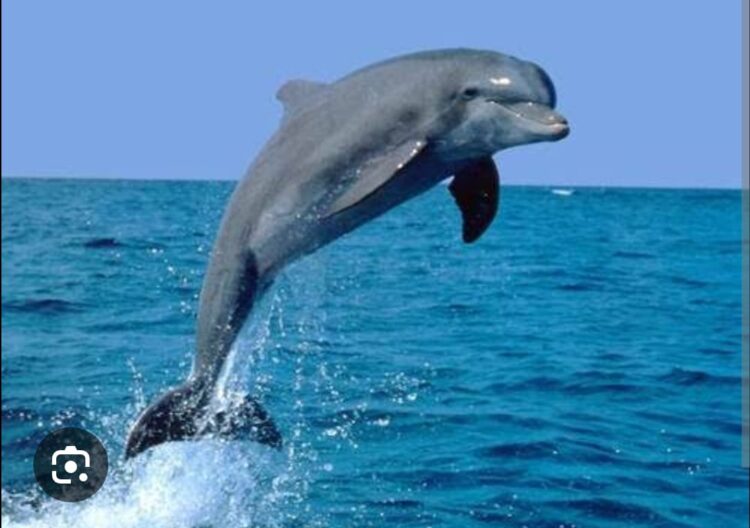 Kaderinde Yunus Balığı Var mı?