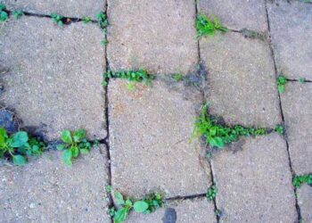 Kaldırım Taşları Arasında Biten Otlar