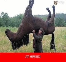 Dingo – Kadı – At – Üsküdar