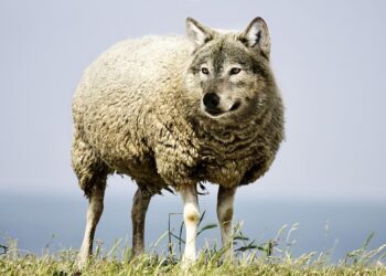 Sürüye Kurt Düşmüş “Vay Birliğe” Demiş