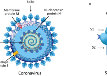 Her Şey Koronavirüsün Dikeni Proteinin Başının Atından Çıkıyor