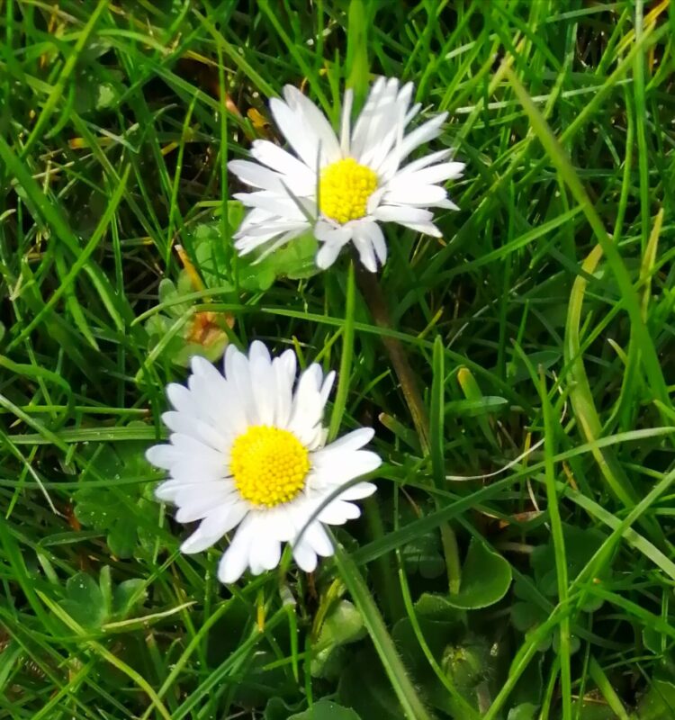 Eckental’da Yürüyüş