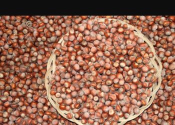 Anadolunun Gücü Fındık İçin El Ele