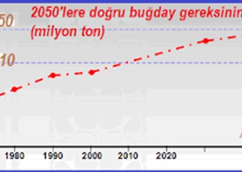 Transgenik Buğday da Çiftçinin Hizmetine Sunuluyor