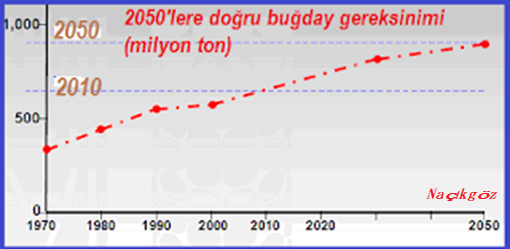 Transgenik Buğday da Çiftçinin Hizmetine Sunuluyor