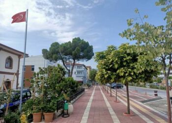 Taşova’nın Çatal Ağacı