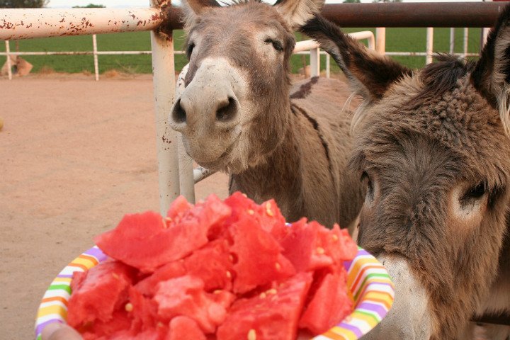 Meşrubat ve Kolalı İçecekler KOVİD Testini Pozitif Yapıyor