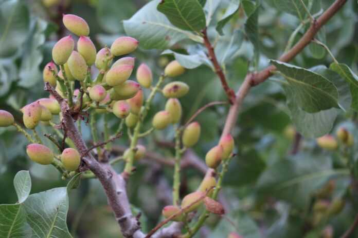 Taşlıova’da Antep Fıstığı Yetiştirmek