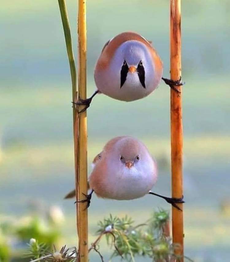 Bu Sakallı Kamışçın Kuşların Soyu Tükenecek