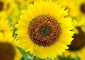 Sağlık Bakanlığı Yakında Kelle Paça Çorbası Tavsiye Yaparsa Şaşırmayın