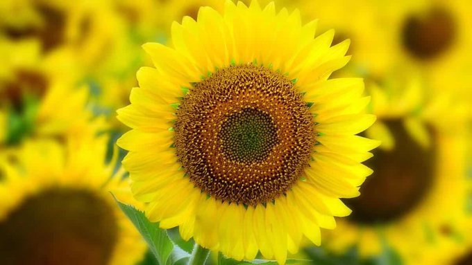 Sağlık Bakanlığı Yakında Kelle Paça Çorbası Tavsiye Yaparsa Şaşırmayın