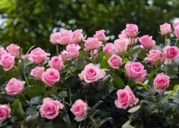 Diken Tarlasından Gül Bahçesine (XVI)