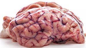 Beyin Merkezli Yaşam Kalitesini İyileştirmek