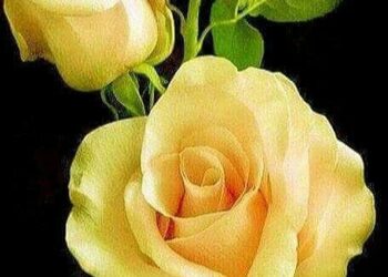 Dikenli Tarladan Gül Bahçesine (XIX)