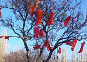 Bilen Var mı? Ağaca Asılı Torbalar