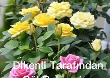 Dikenli Tarladan Gül Bahçesine:.(XX)