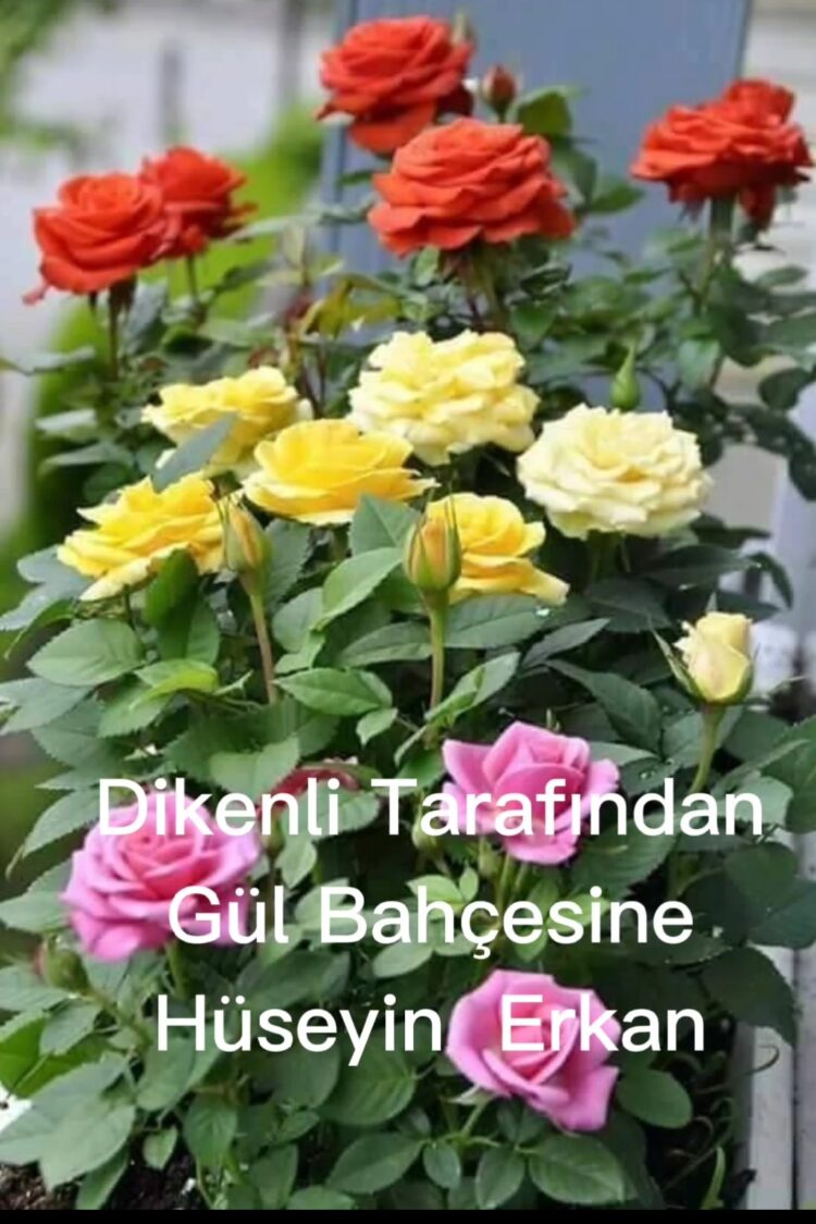 Dikenli Tarladan Gül Bahçesine:.(XX)