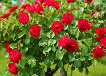 Diken Tarlasından Gül Bahçesine (XVII)