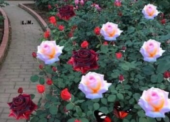 Diken Tarlasından Gül  Bahçesine (XXI)