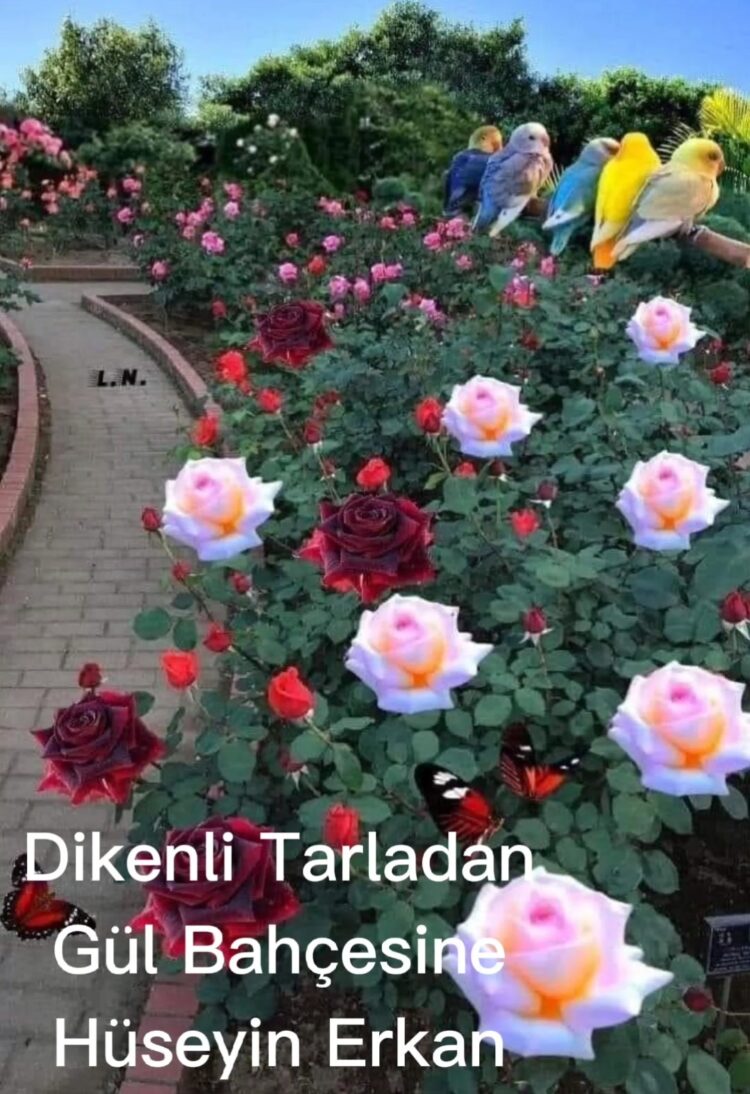 Diken Tarlasından Gül  Bahçesine (XXI)