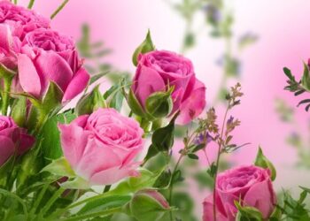 Diken Tarlasından Gül Bahçesine (XXIV)