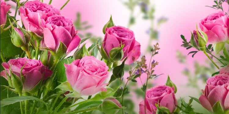 Diken Tarlasından Gül Bahçesine (XXIV)