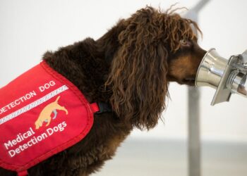 Köpekler Uzayan Kovid’i Koklayarak Teşhis Ediliyor