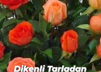 Diken Tarlasından Gül Bahçesine: (XXVII)