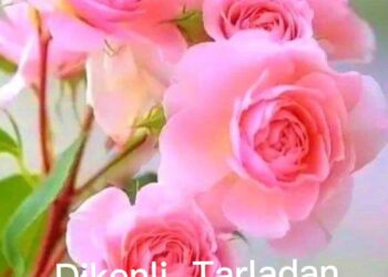 Dikenli Tarlasından Gül Bahçesine (XXV)