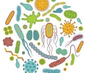 Dost Bakteri Dedik Bağrımıza Bastık Ama…