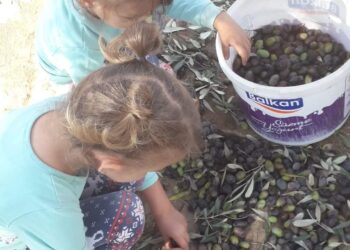 Yaşasın Zeytin Ağacı