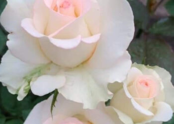 Diken Tarlasından Gül Bahçesine (XXIX)