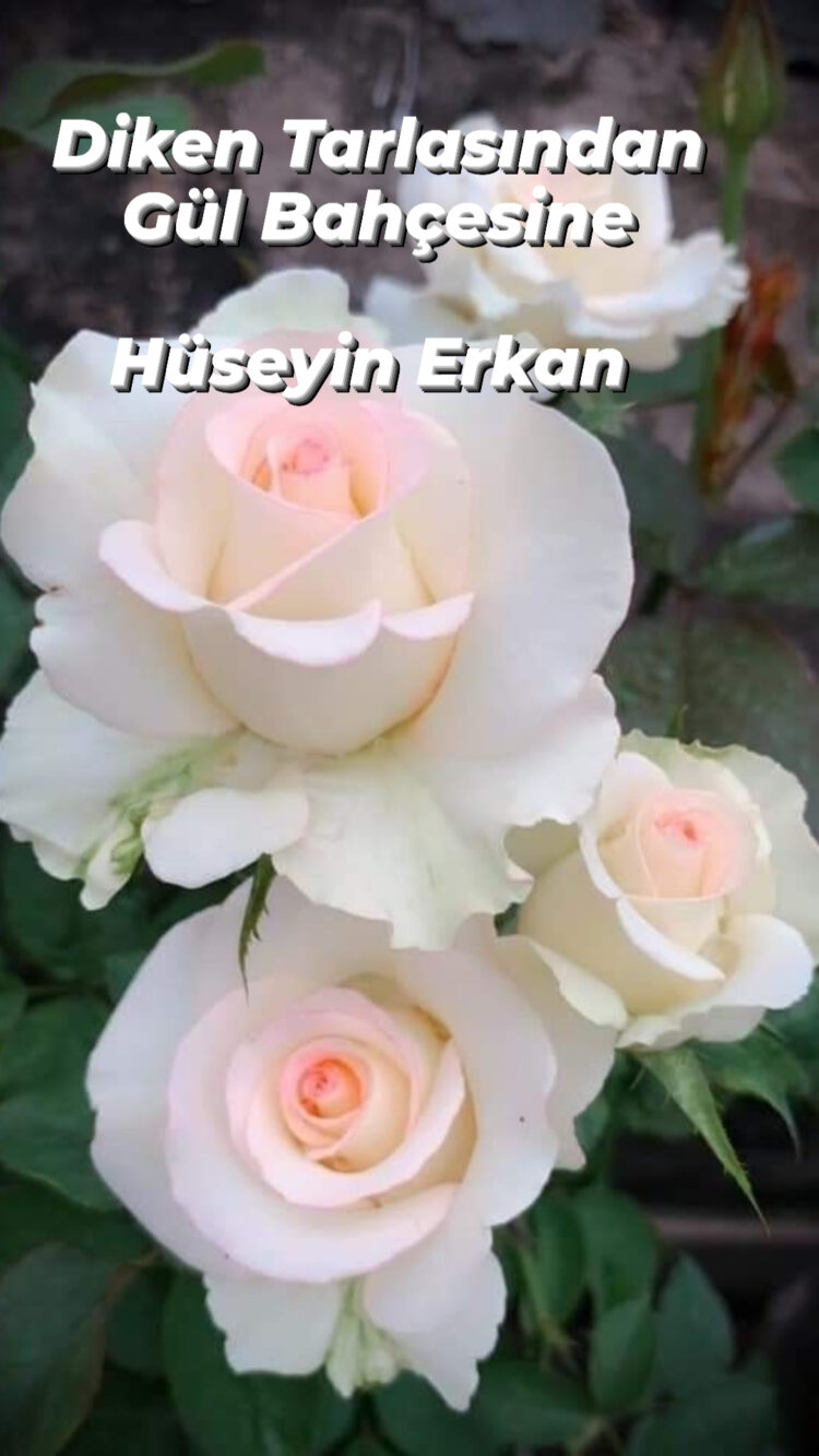 Diken Tarlasından Gül Bahçesine (XXIX)