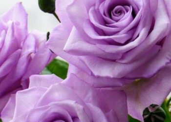 Diken Tarlasından Gül Bahçesine (XXX)