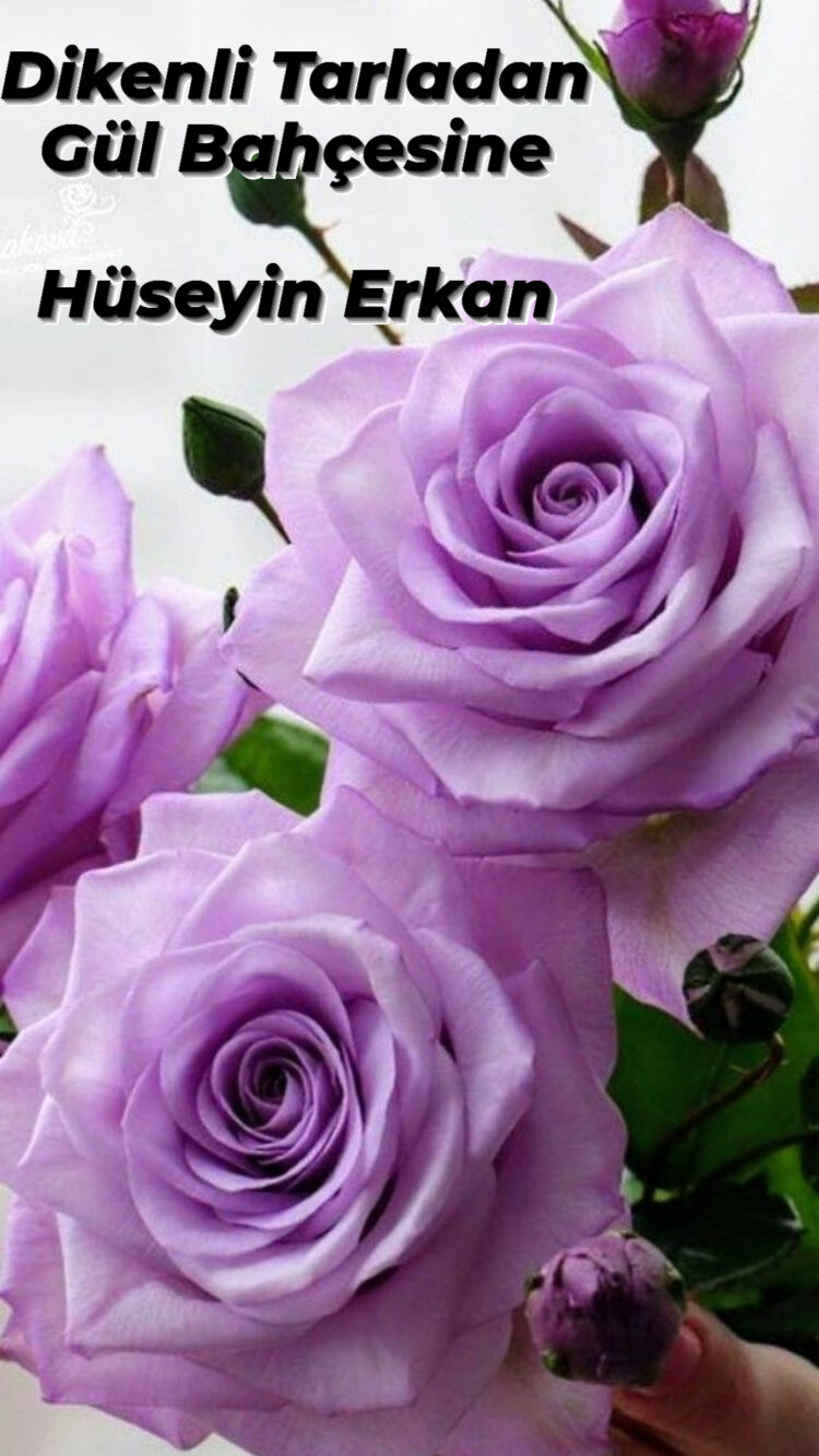 Diken Tarlasından Gül Bahçesine (XXX)