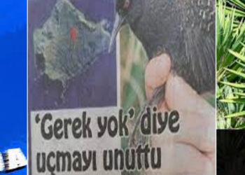 Çocuk Yetiştirmede “Baracuda, Atlantisia ve Sisal” Örnekleri