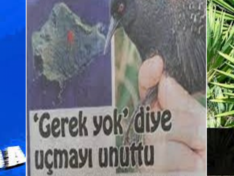 Çocuk Yetiştirmede “Baracuda, Atlantisia ve Sisal” Örnekleri