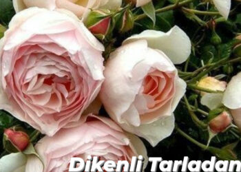 Dikenli Tarladan Gül Bahçesine: (XXXIII)