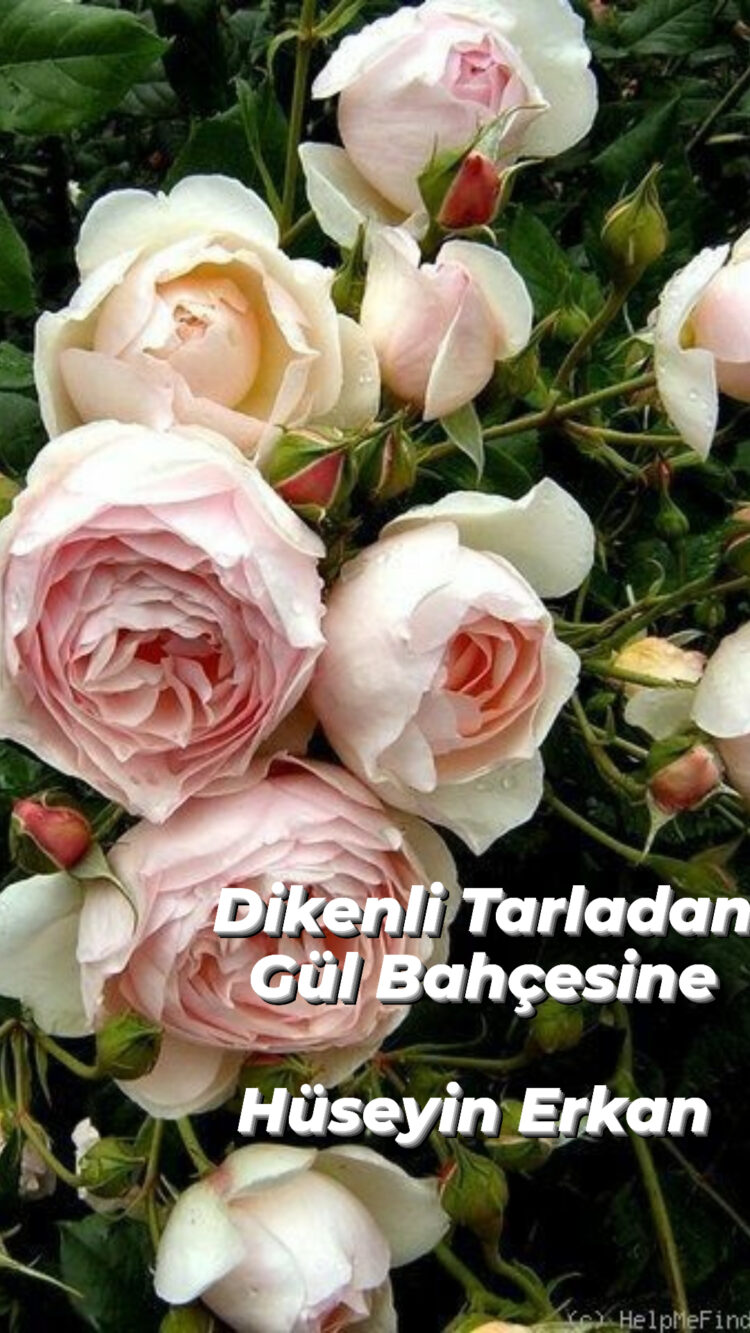 Dikenli Tarladan Gül Bahçesine: (XXXIII)