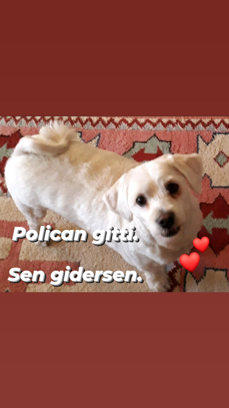 Polican Gitti