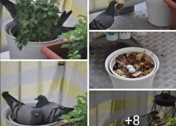 Sevmek Yeterli Değil