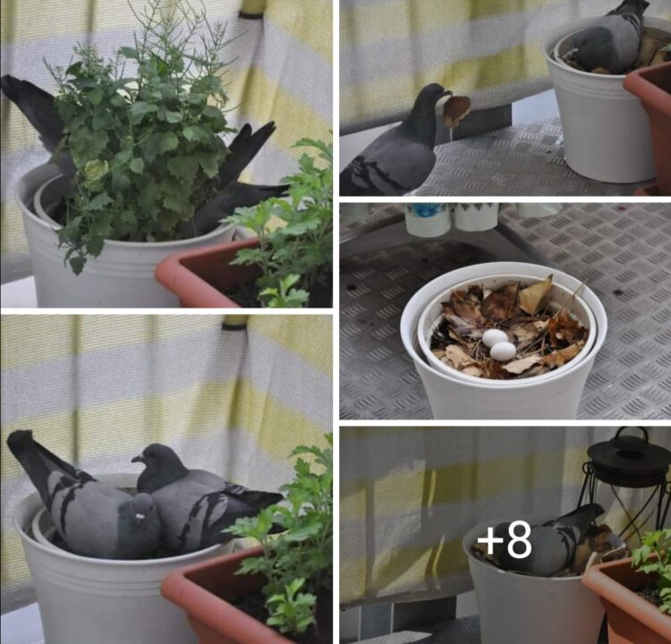 Sevmek Yeterli Değil