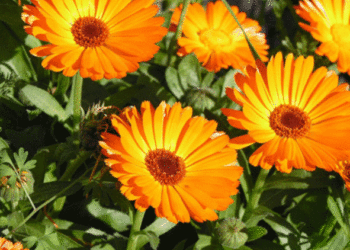 Doğa Çok Güzel Değil mi? Aynısefa Çiçeği