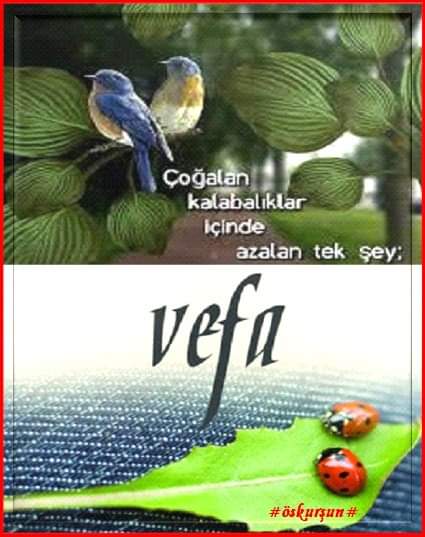Vefa