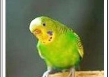 Unutamadıklarım; Gülçiçek  &  Polican