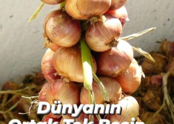 Dünyanın Ortak Tek Besin Maddesi Soğan