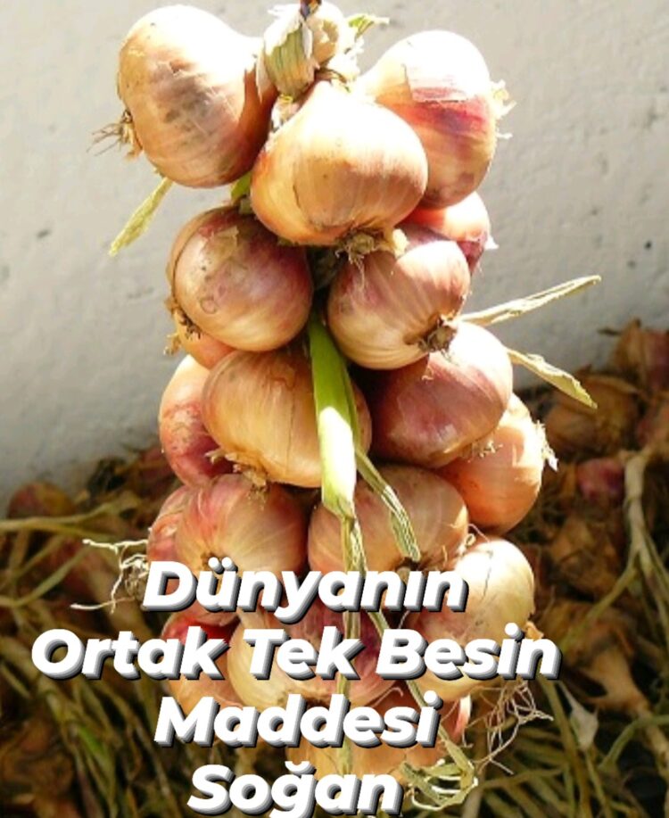 Dünyanın Ortak Tek Besin Maddesi Soğan