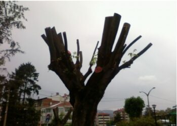 Çınarın Budanması