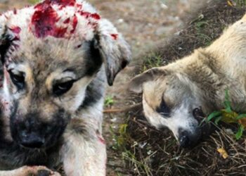 Hayvan Düşmanlığı